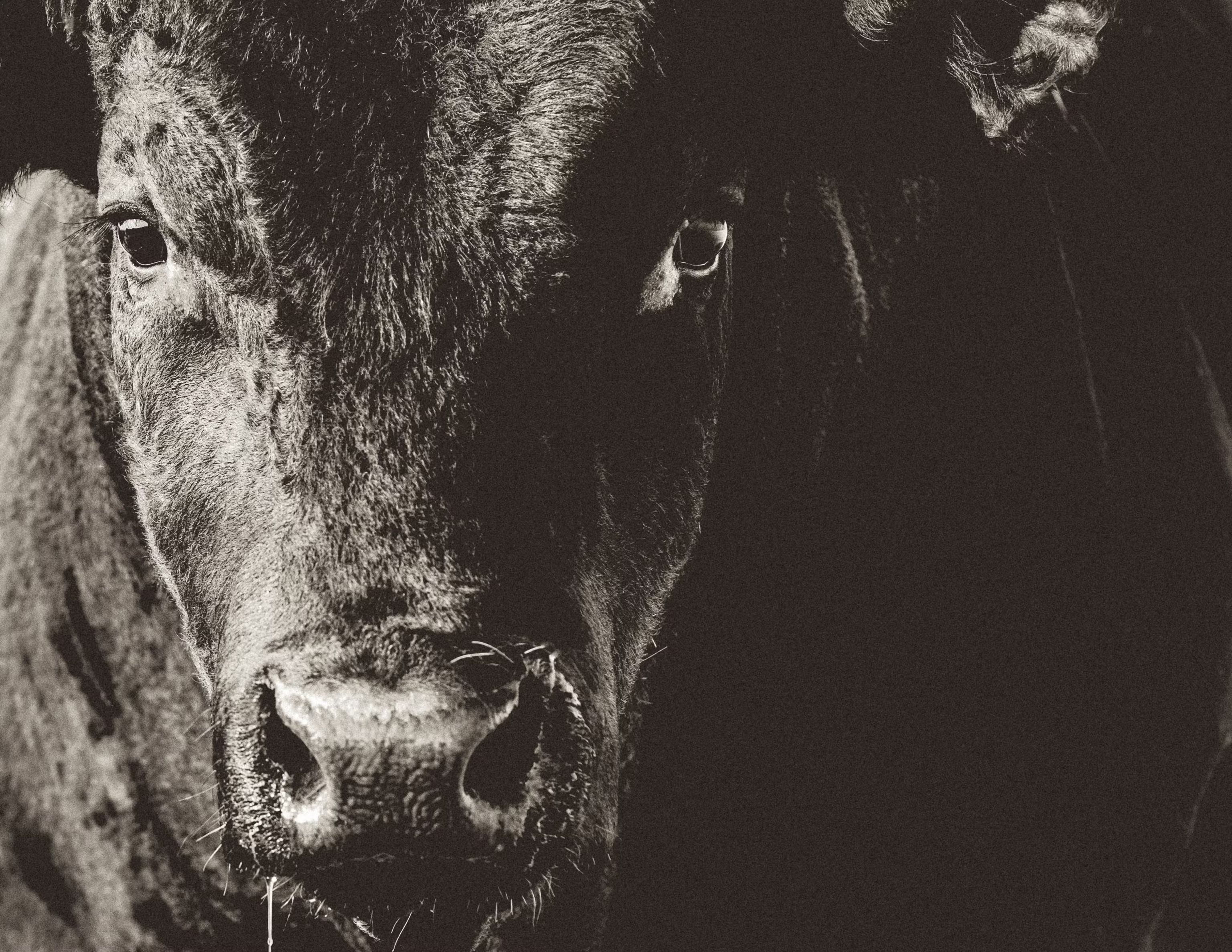 Cow photo